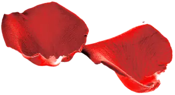 rose pedals