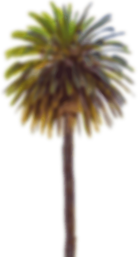palm tree