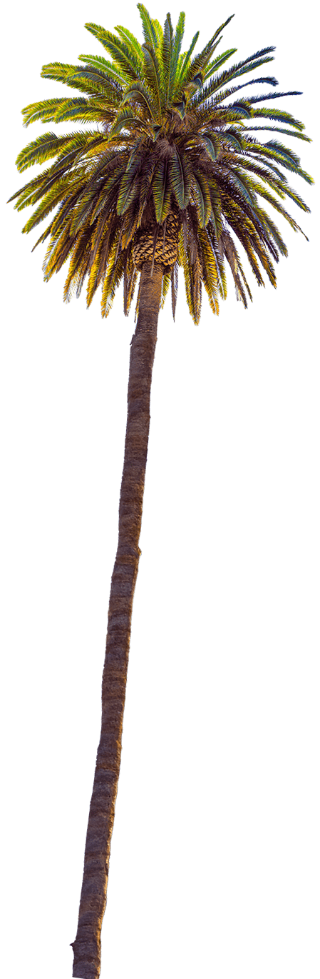palm tree