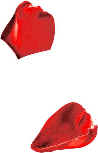 rose pedals