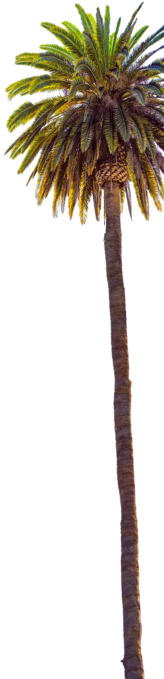 Palm tree